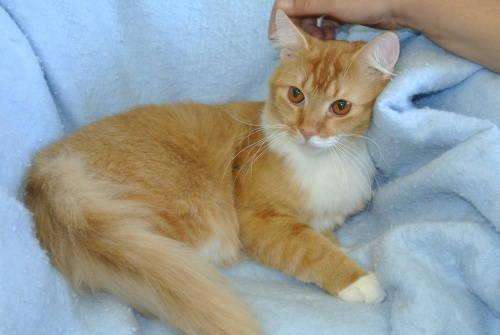 Beautiful long haired calico kitten for Sale in Fort Wayne ...