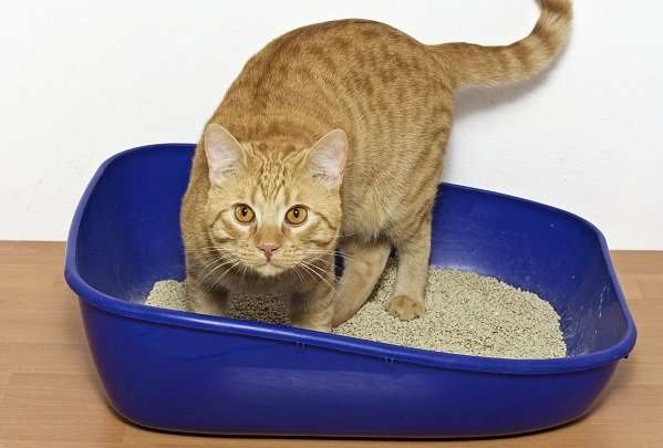 How Many Litter Boxes Per Cat Do You Need?