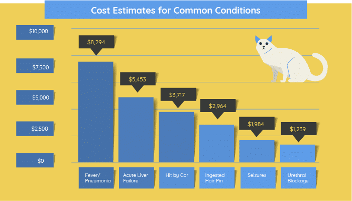 How Much Does it Cost to Own a Cat