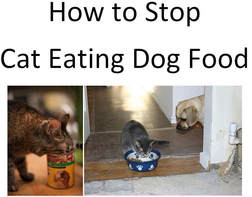 How To Keep Dog From Eating Cat Food