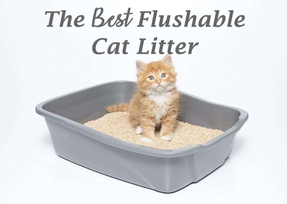 The 5 Best Flushable Cat Litters 2021