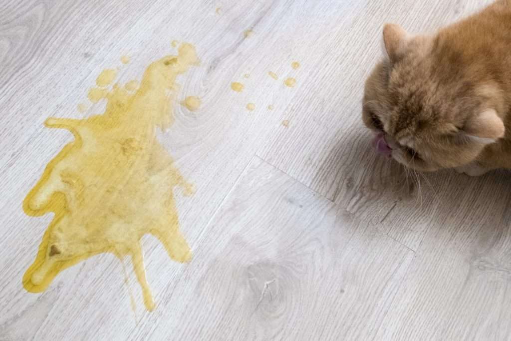 What if my cat is throwing up clear liquid and white foam ...