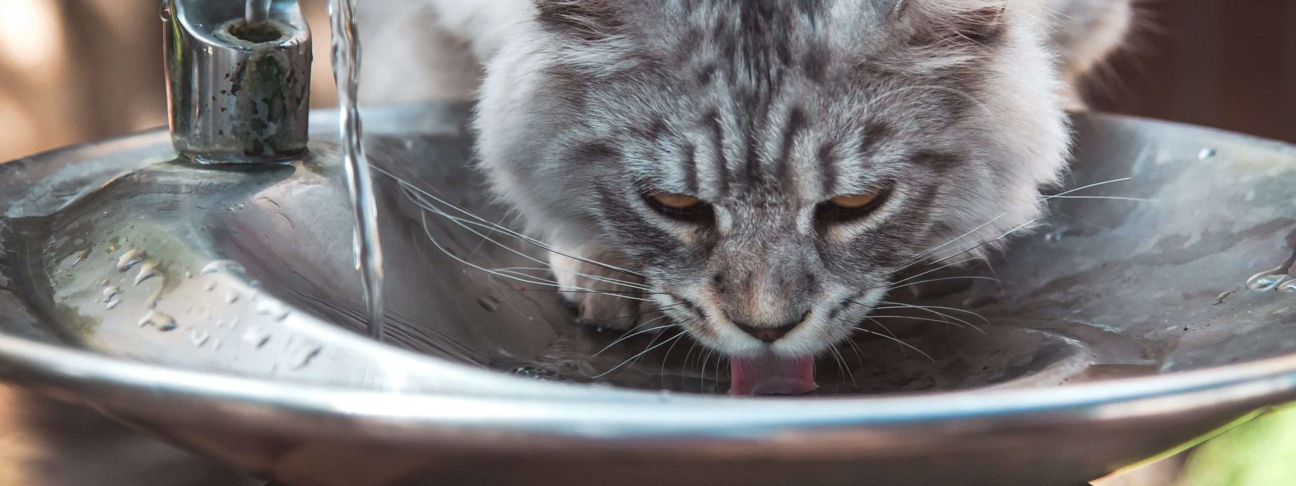 Why do cats love wet food?
