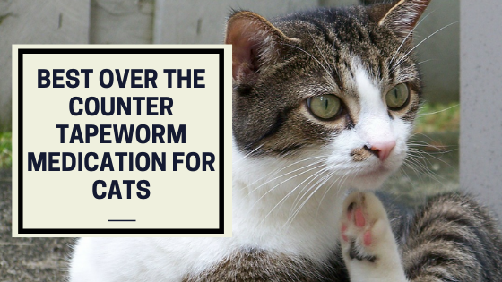Best over the counter tapeworm medication for cats