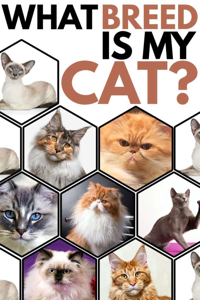 Cat Breed Quiz Test Your Knowledge