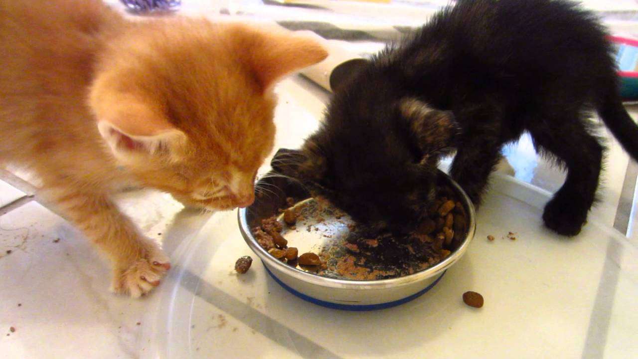 Cute &  Hungry Foster Kittens Purring &  Eating Wet Food