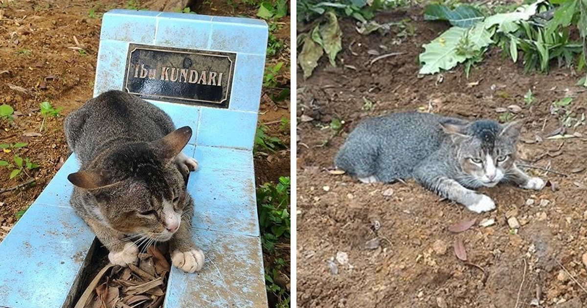Heartbroken Cat Spends 1 Year By Her Dead Owners Grave ...