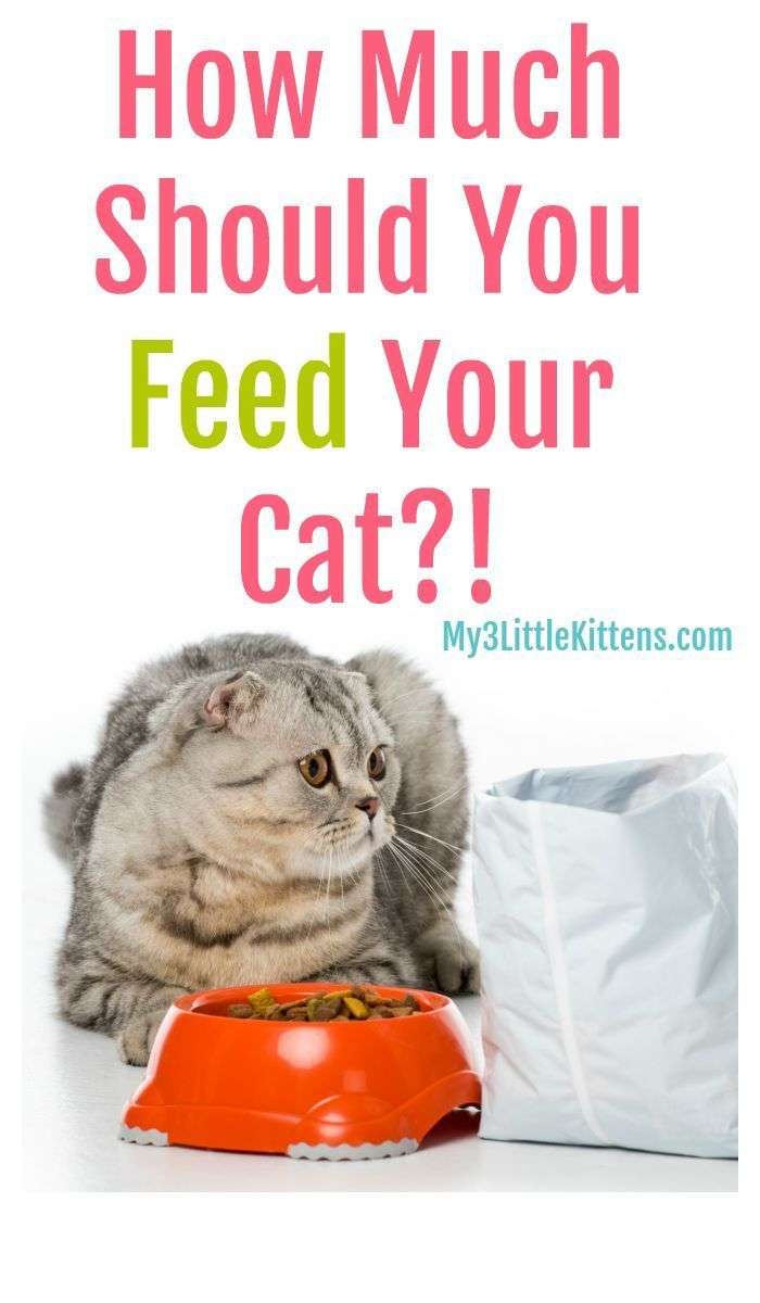 If youre wondering how much you should feed your cat, then were going ...