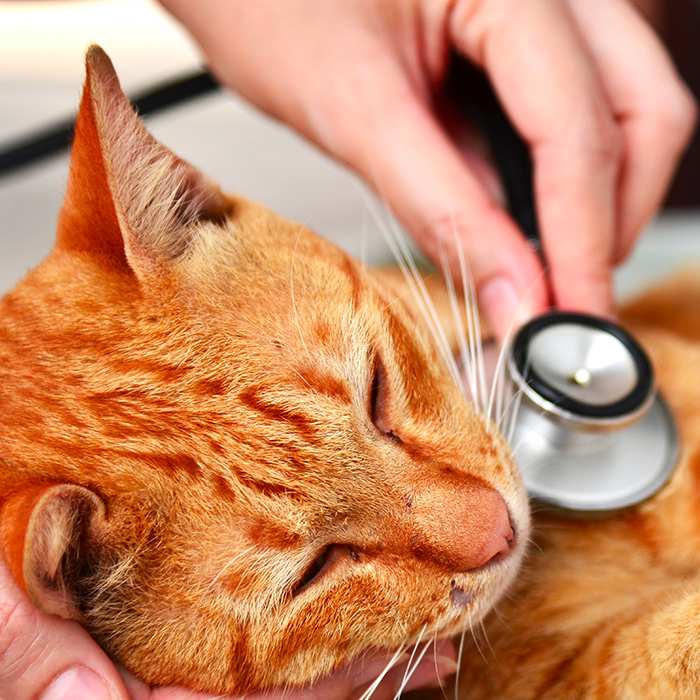 List of Top 10 Most Common Cat Diseases &  Health Problems