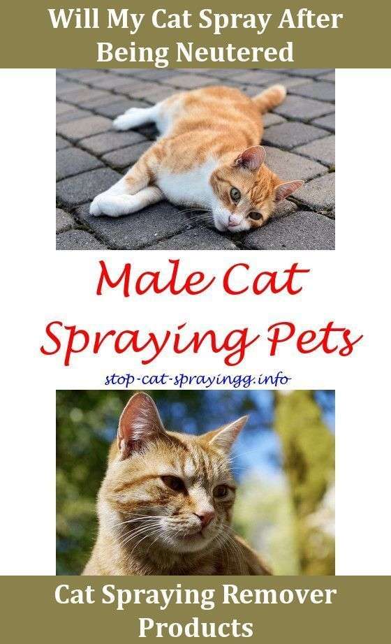 Neutered Cat Spraying Indoors Get Cat Urine Smell Out Of Couch Female ...