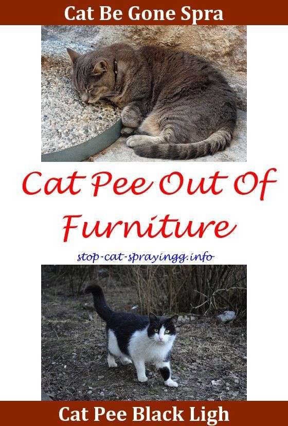 Spray To Prevent Cats From Peeing Neutered Male Cat Spraying Inside ...