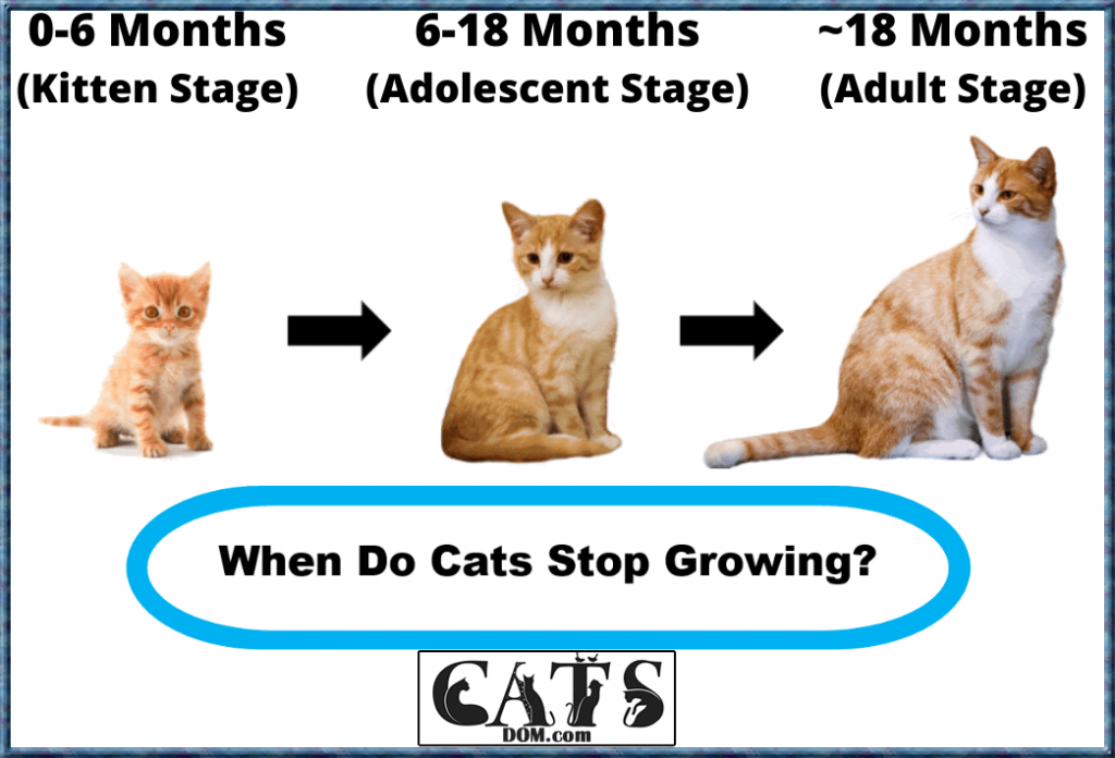 The Life Stages Of Cats: When Do Cats Stop Growing?