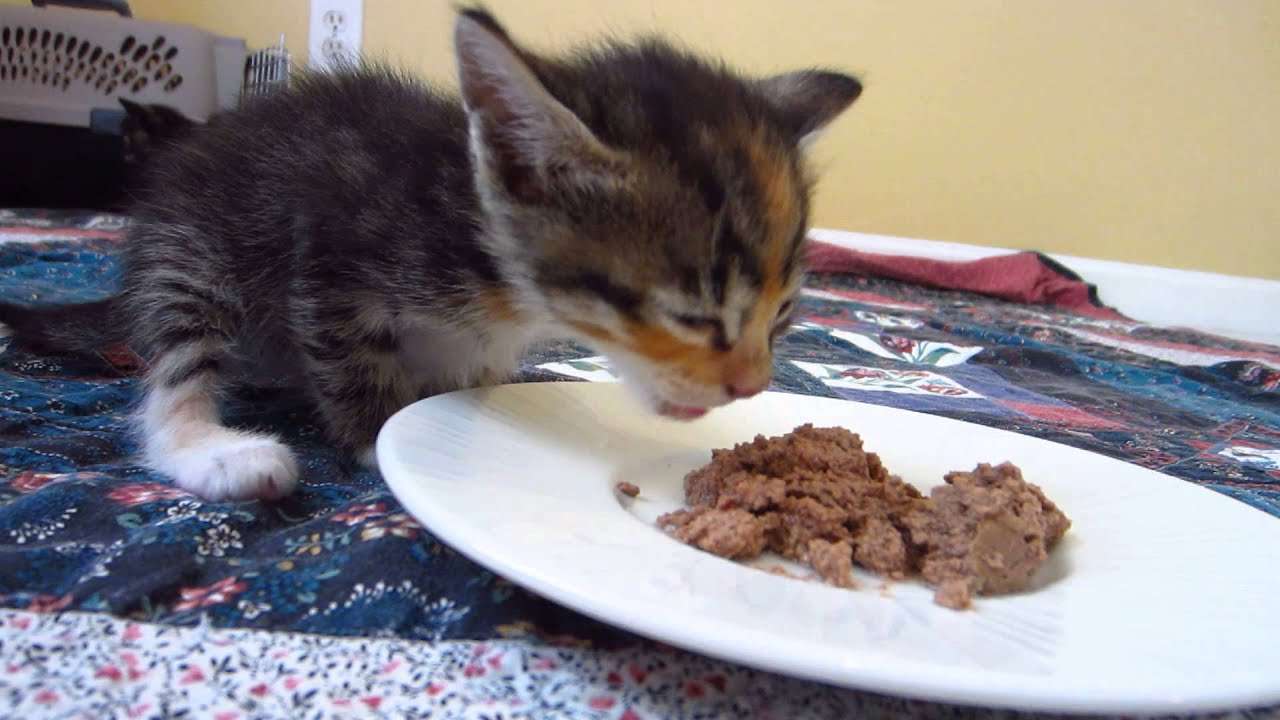 Tiny Foster Kitten Eating Purina Wet Food