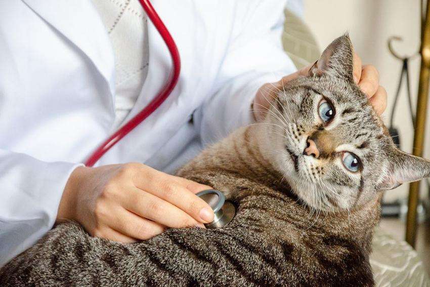What To Do If Your Cat Gets Pregnant