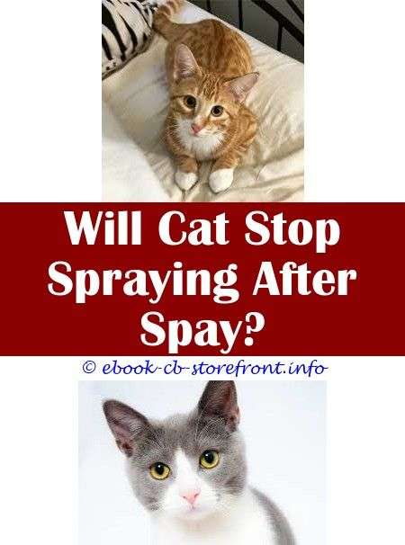 15+ Captivating Cat Stop Spraying After Being Neutered