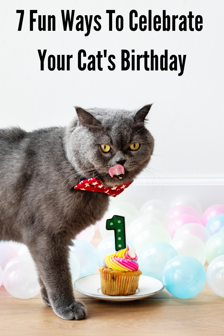 7 Fun Ways To Celebrate Your Cat
