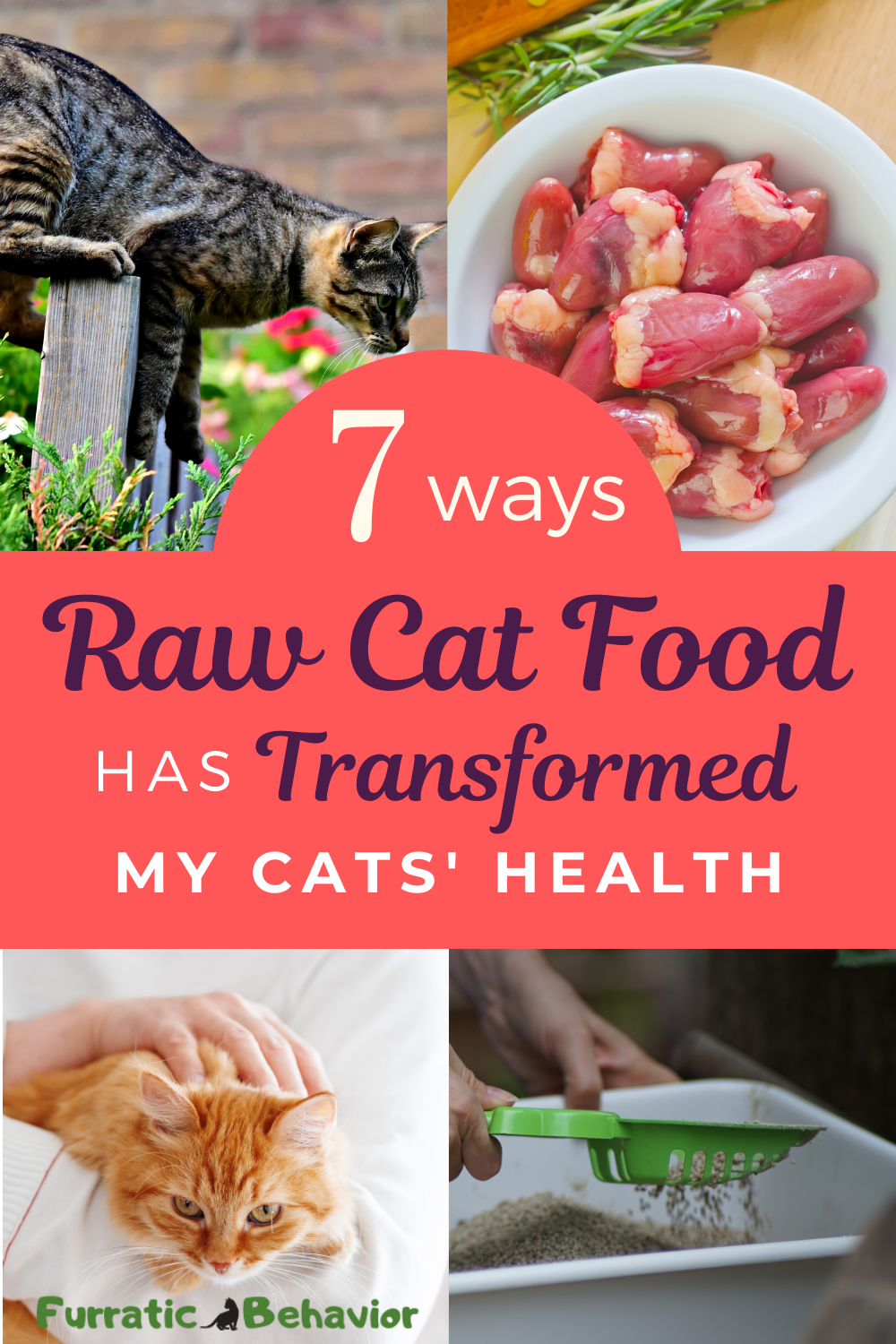 7 Ways Raw Cat Food Has Transformed My Cats