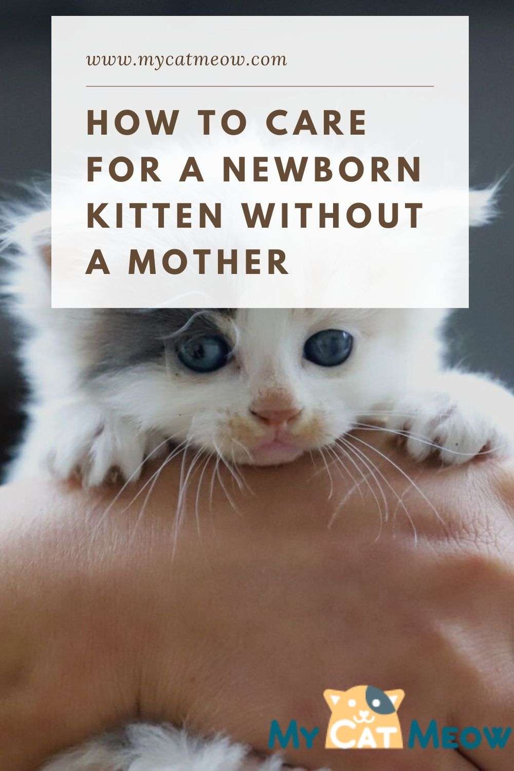 8 Best Ways to Care for a Newborn Kitten without Mother