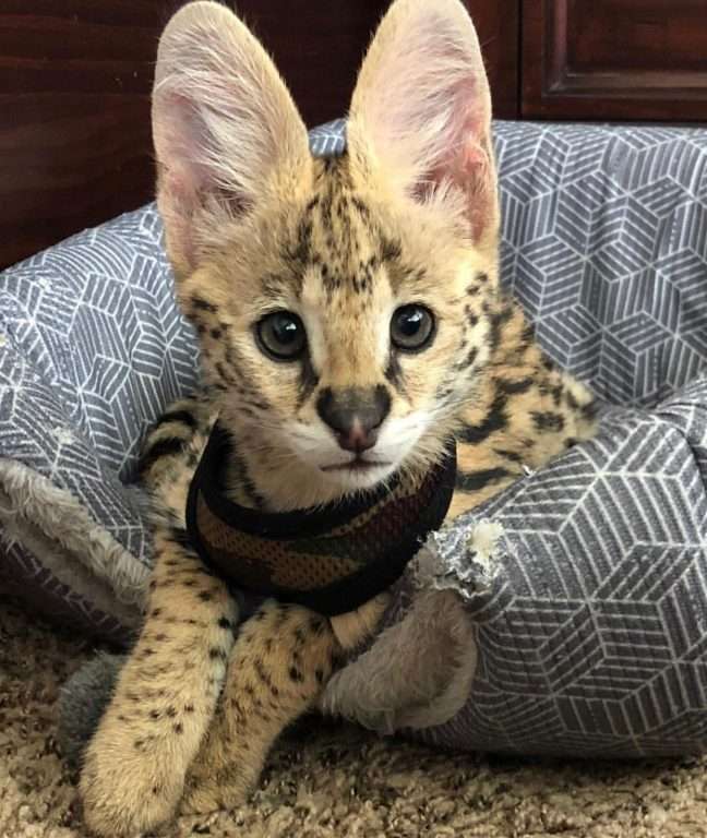 African Serval Cats  QuickMarket  Free Classified Ads  Buy &  Sell ...