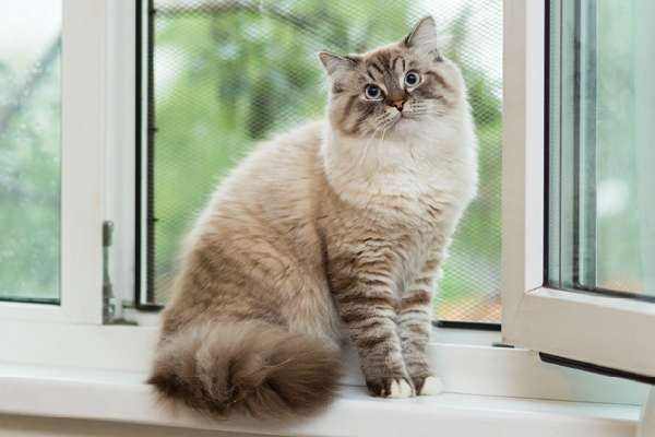 All About Cat Diets  How and Why to Put Your Cat on a Diet Safely ...