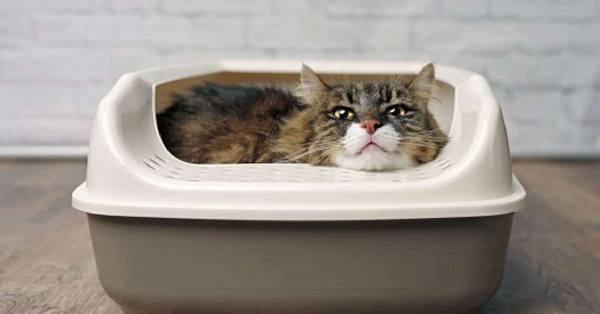 Can Two Cats Use the Same Litter Box? (Complete &  Detailed Guide ...