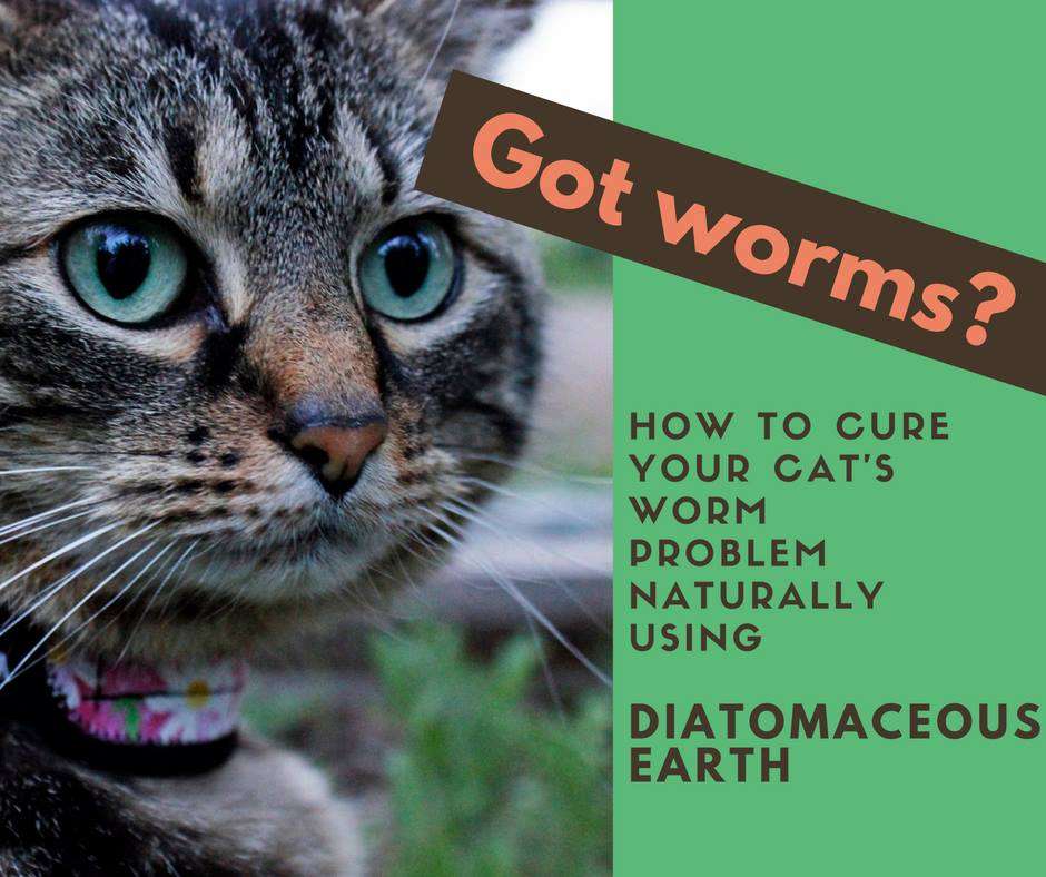 Cat Behaviors: Diatomaceous Earth as a Natural Dewormer for Cats