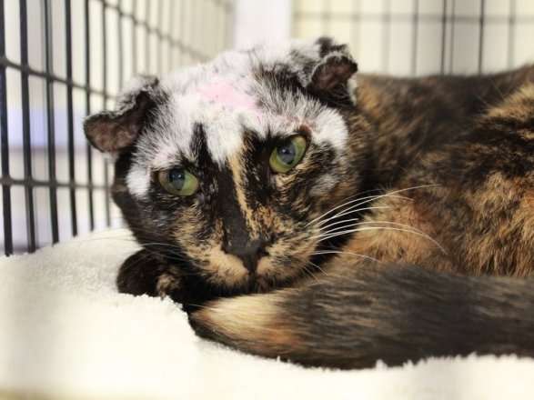 Cat Recovered From Scabies Has a Unique Look  Pet Radio Magazine