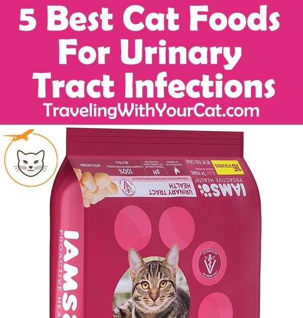 Cat With Urinary Tract Infection Treatment