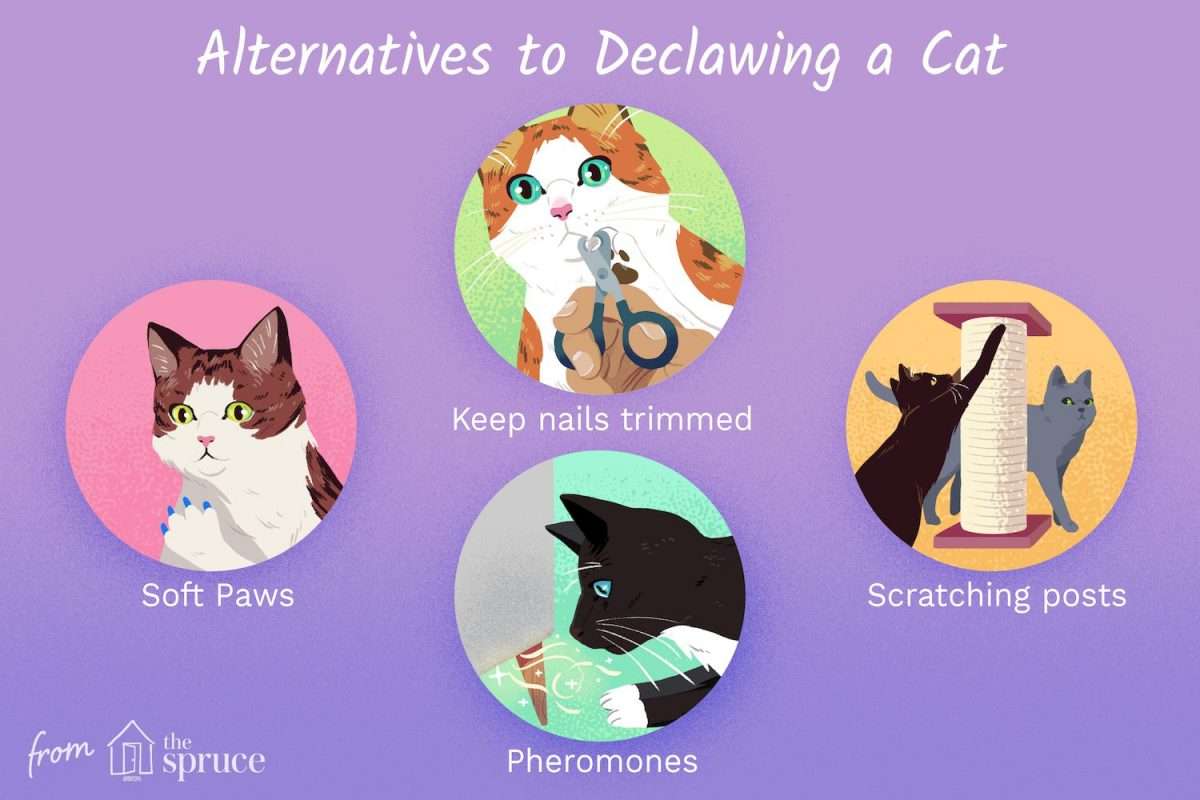 Declawing Cats and Humane Alternatives