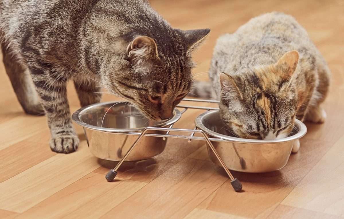 Feeding Your Senior Cat