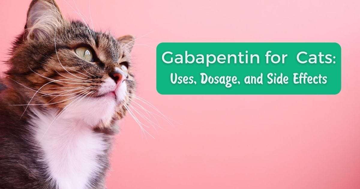 Gabapentin for Cats
