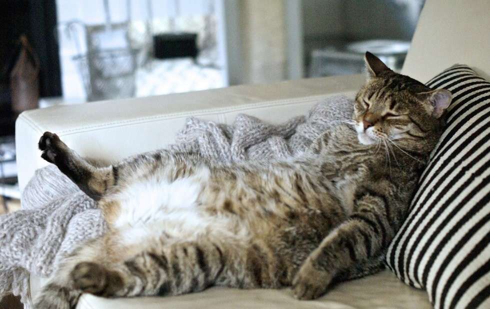 Help Your Cat Lose Weight: a Full Guide to Treating Obesity  CatPointers