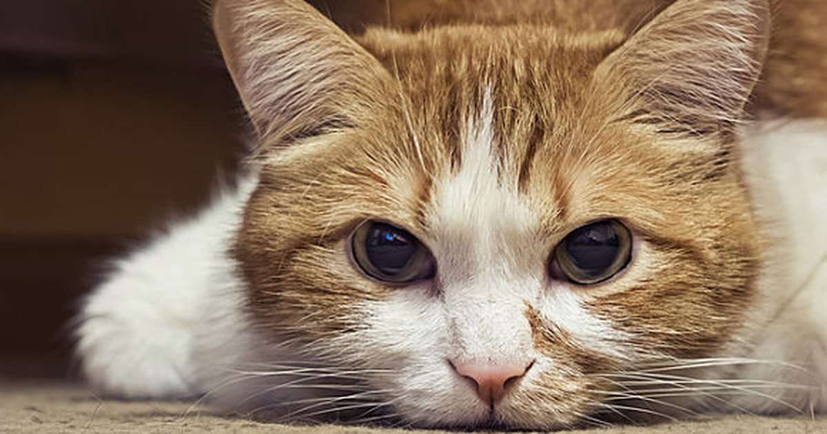 How Long Can A Cat With Lymphoma Live