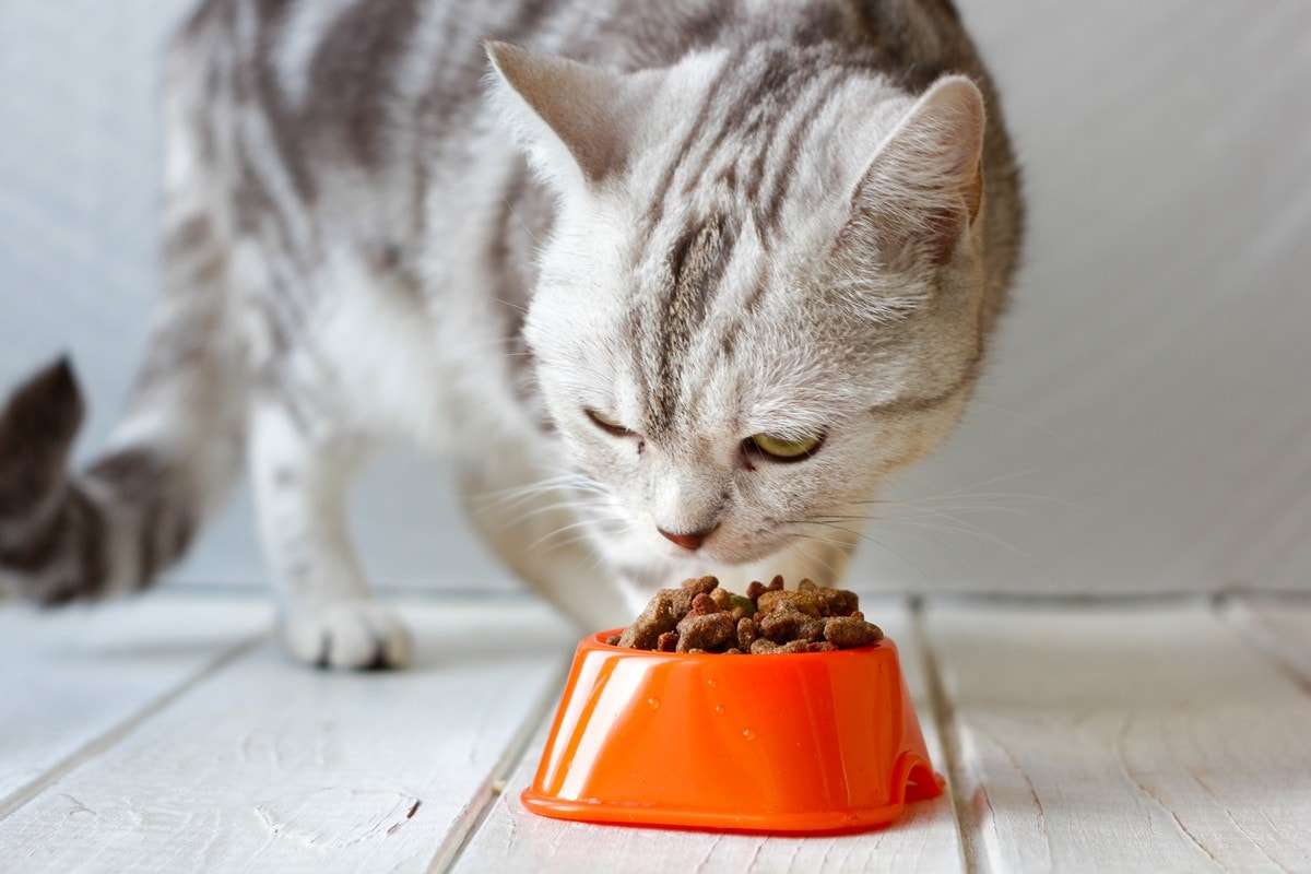 How Much Food Should A Cat Eat?