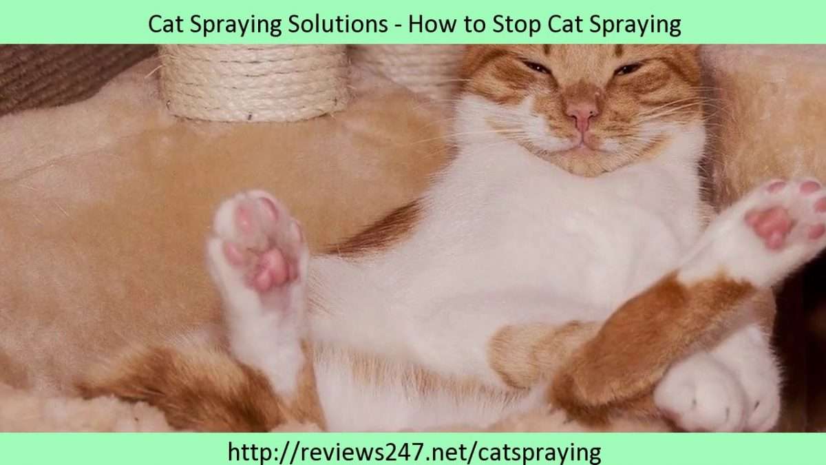 How To Get A Neutered Cat To Stop Spraying