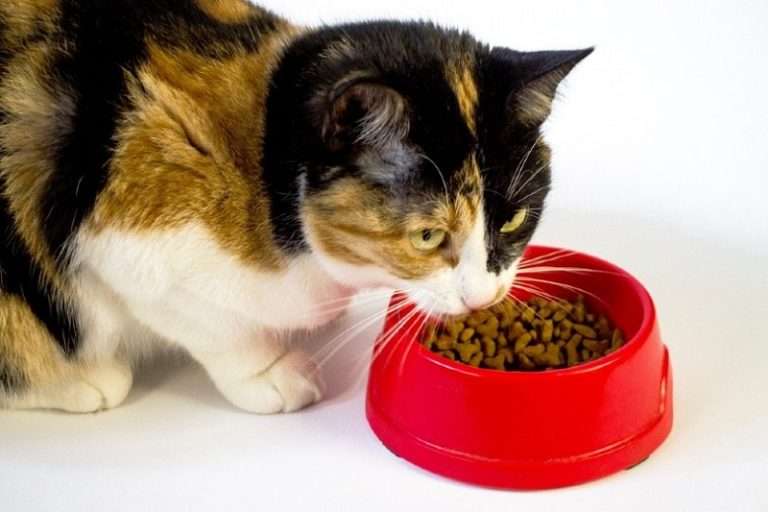 How To Get Rid of Cat Litter Box Smell