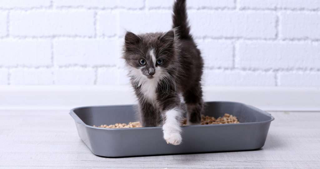 How to get rid of cat litter smell