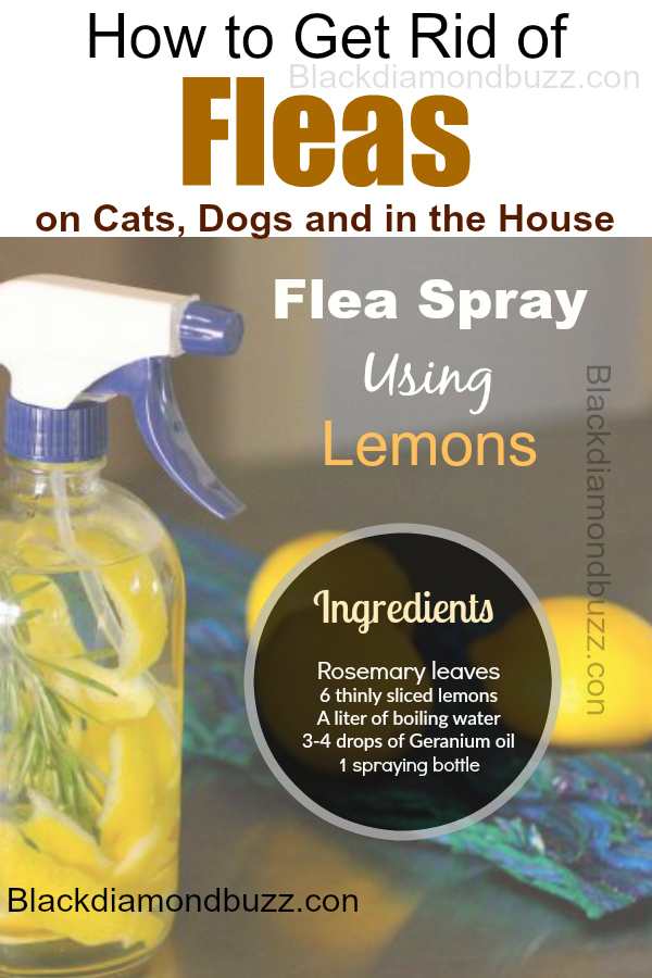 How to Get Rid of Fleas Fast: in the Home, on Dogs, and Cats Naturally