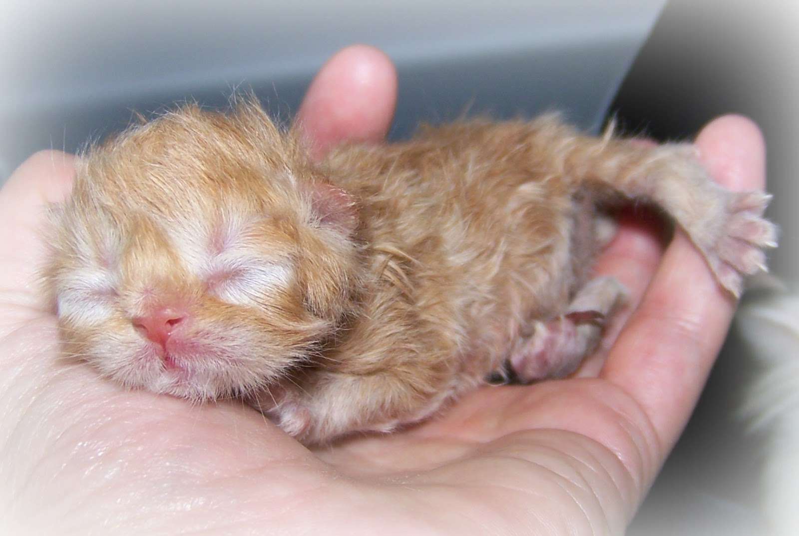 How to Take Care of Abandoned Newborn Kittens ~ Worship Cats