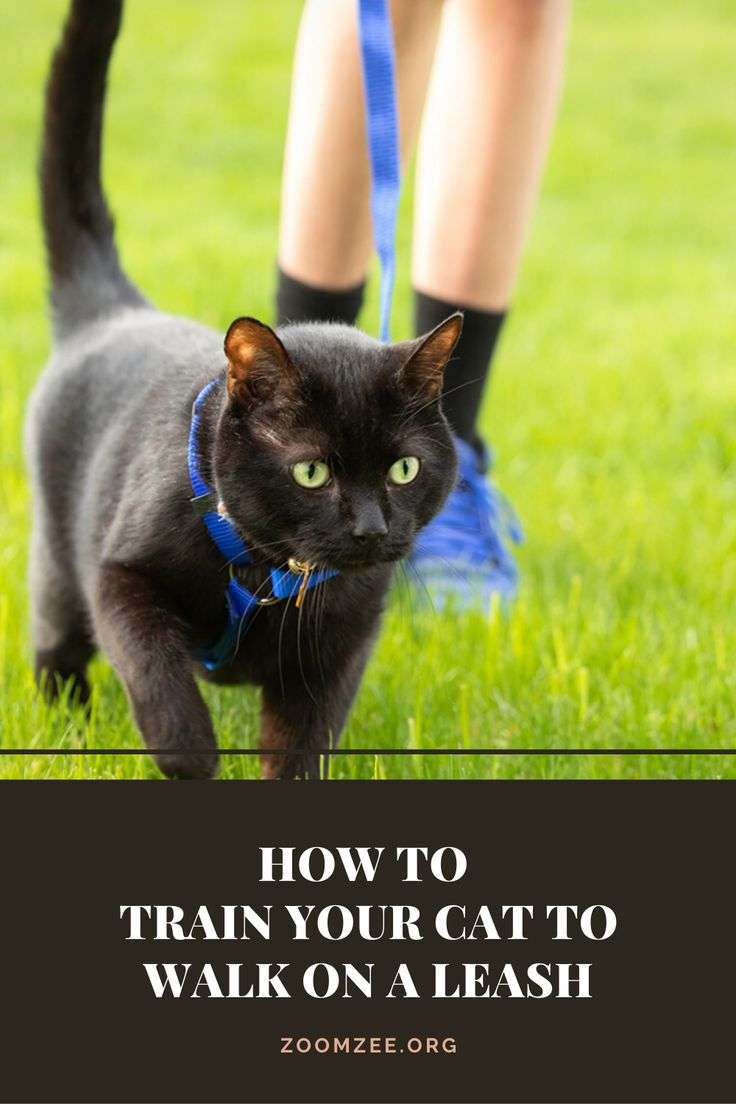 How To Train Your Cat To Walk On A Leash in 2020