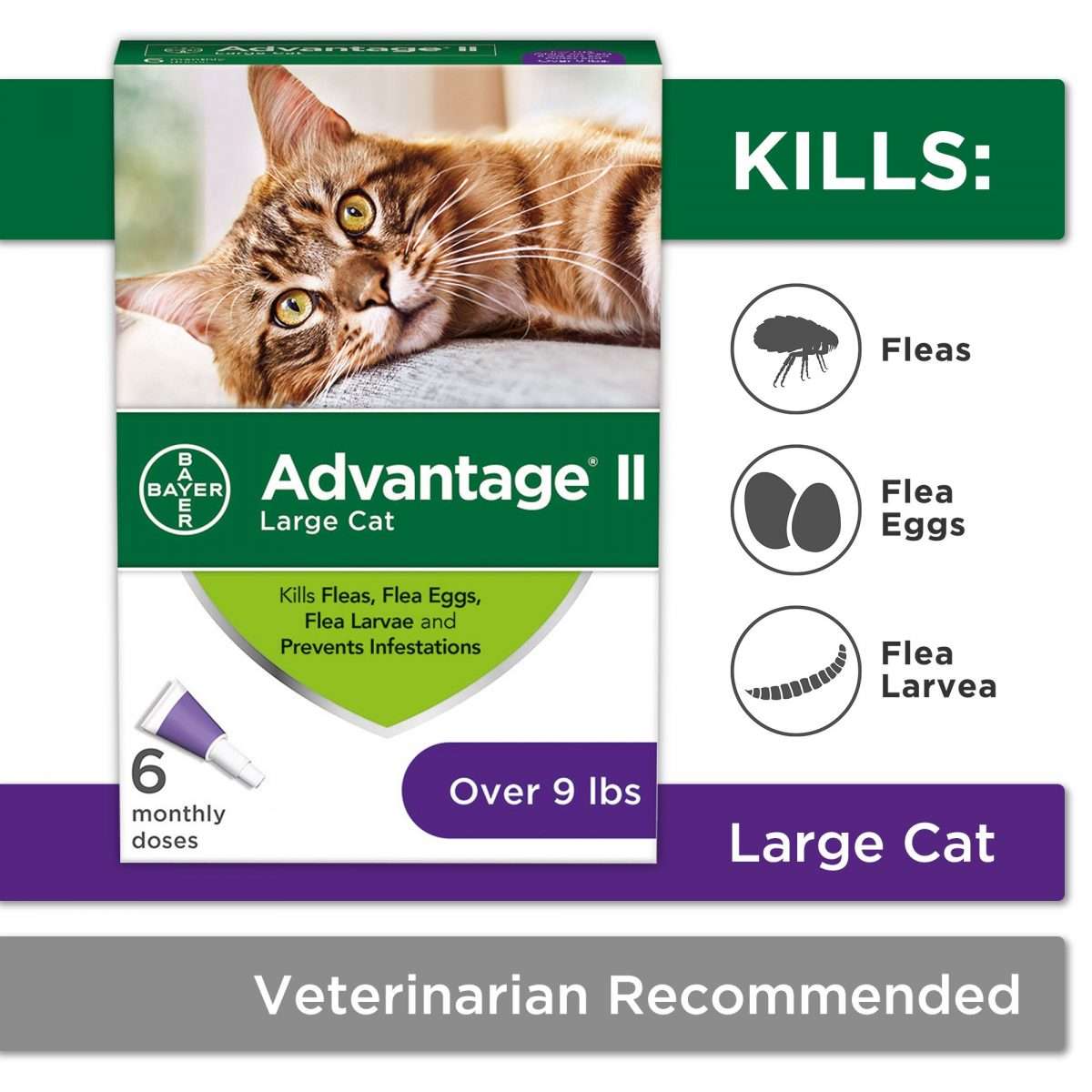 How To Treat Fleas On Feral Cats