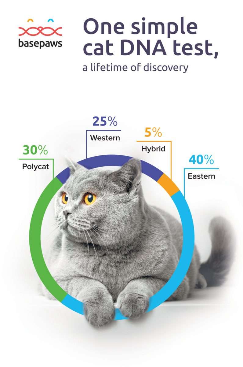IHeartCats Writes About Basepaws Cat DNA Test