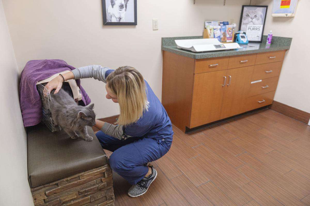 Less hiss, more purr: Area veterinary practices turn to cat friendly ...
