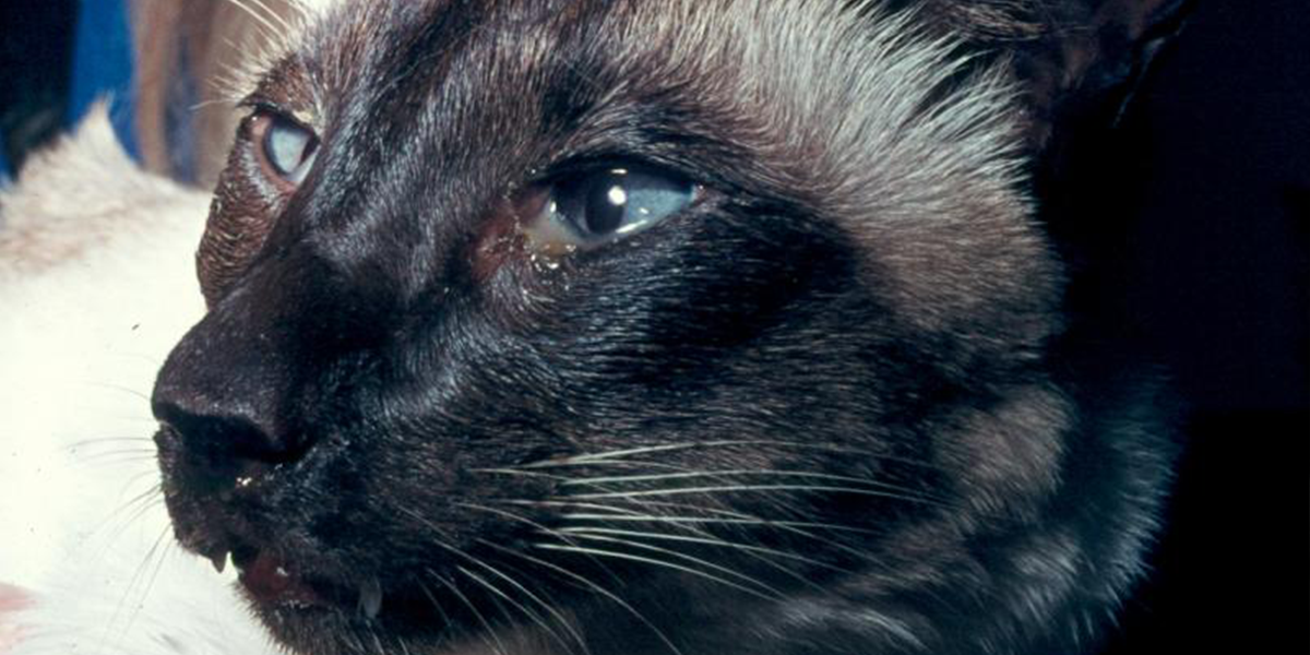 My Cat with the Runny Eye: Why? What to do?