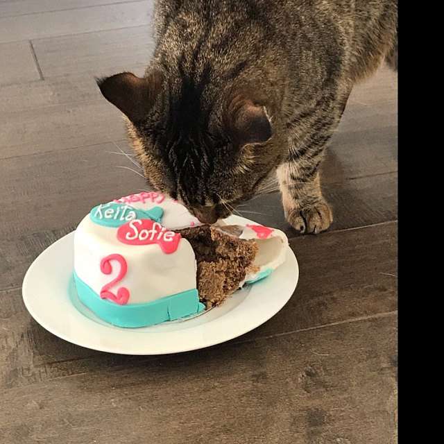 Organic Catnip and Tuna or Chicken Cat Best Friends Birthday Fish Cake ...