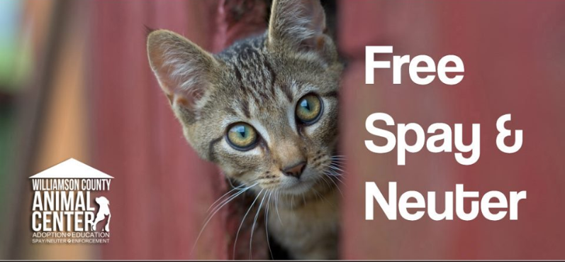 Over 500 Cats Get Free Spay/Neuters Through Animal Center