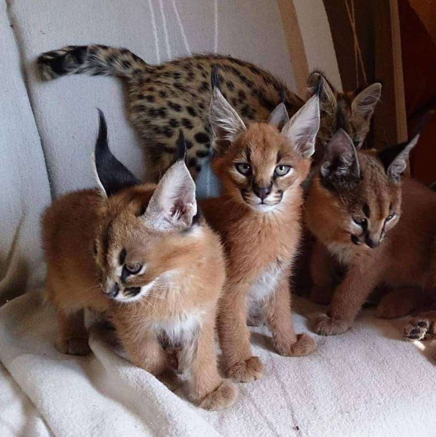 serval and caracal kittens for sale in Allenby Gardens for $ 3,500.00