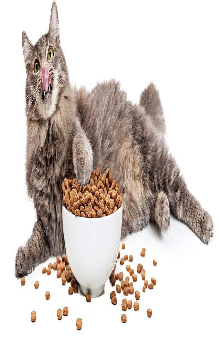 The Best Cat Food For Your Manx