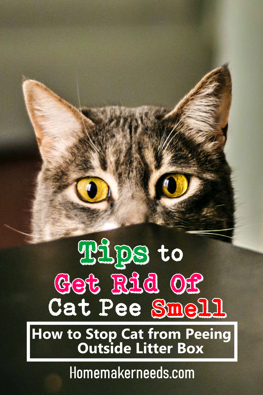 Tips To Get Rid Of Cat Pee Smell! in 2020