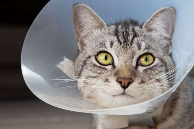What age should you spay or neuter your cat?